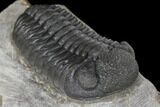 Detailed Morocops Trilobite - Ofaten, Morocco #125993-2